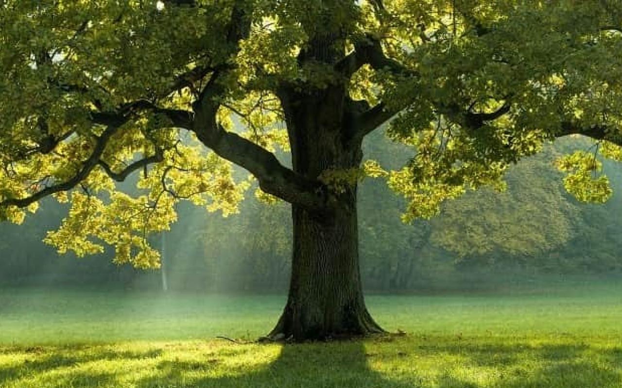 Tree in the middle of a field covered with grass